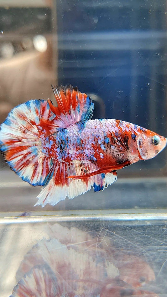 PLAKAT BARONGSAI RED WHITE SUPER GALAXY MULTICOLOR BETTA FISH