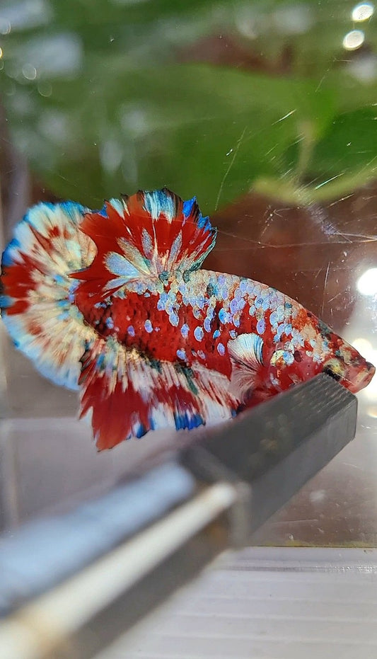 PLAKAT BARONGSAI RED WHITE SUPER GALAXY MULTICOLOR BETTA FISH