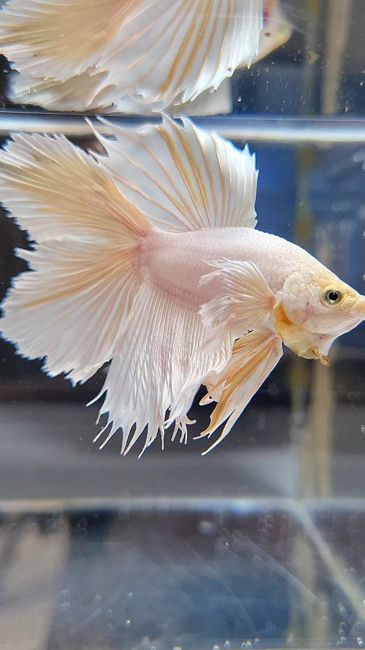 HALFMOON DOUBLE TAIL DUMBO EAR WHITE PLATINUM YELLOW WASH BETTA FISH