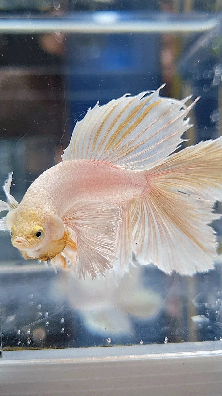 HALFMOON DOUBLE TAIL DUMBO EAR WHITE PLATINUM YELLOW WASH BETTA FISH