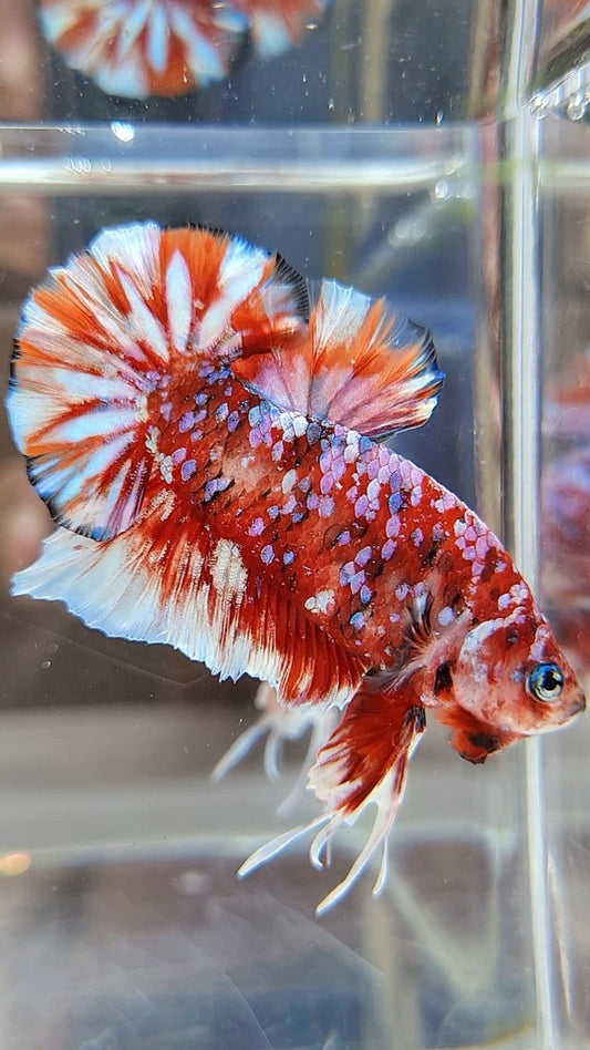 LUXURY PLAKAT BARONGSAI RED WHITE SUPER GALAXY MULTICOLOR BETTA FISH