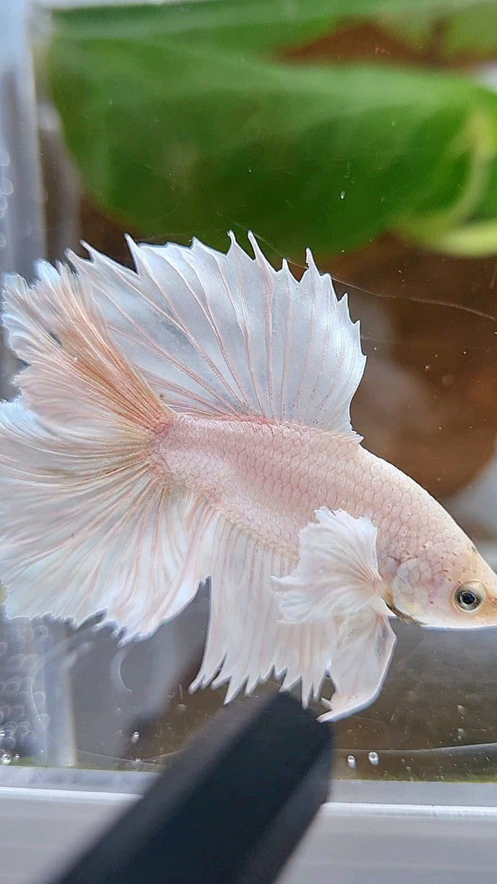 HALFMOON DOUBLE TAIL DUMBO EAR WHITE PLATINUM YELLOW WASH BETTA FISH