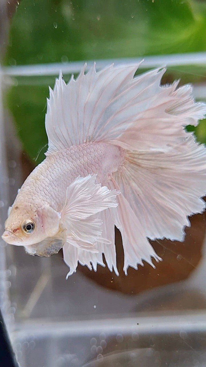 HALFMOON DOUBLE TAIL DUMBO EAR WHITE PLATINUM YELLOW WASH BETTA FISH
