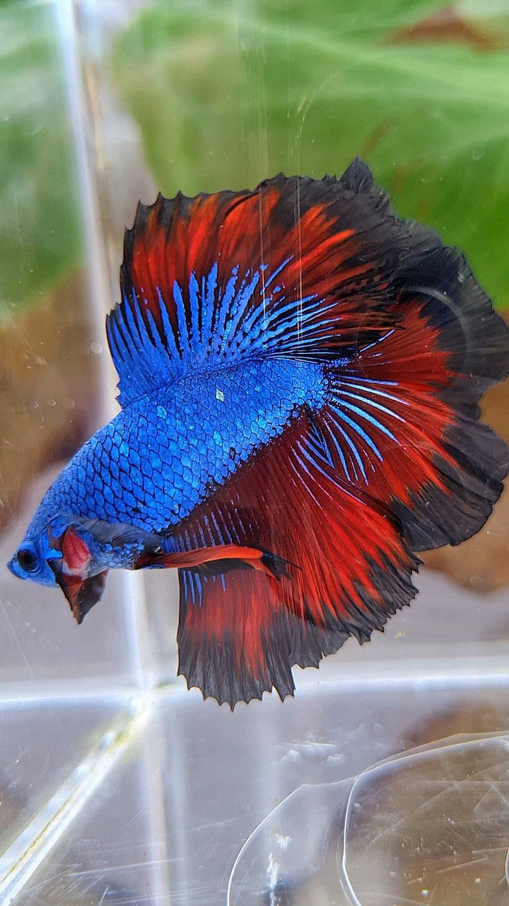 HALFMOON DOUBLE TAIL ROSETAIL BLUE DRAGON VAMPIRE PATTERN BETTA FISH