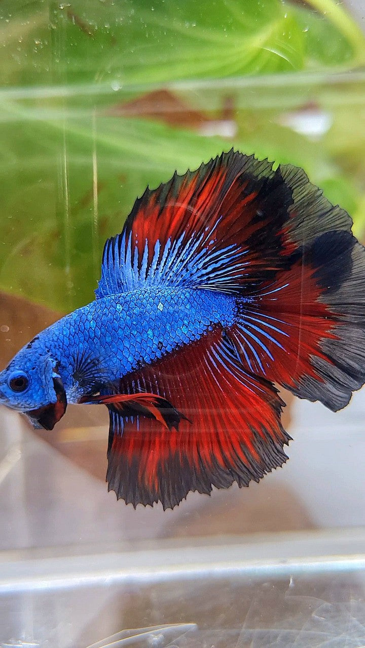 HALFMOON DOUBLE TAIL ROSETAIL BLUE DRAGON VAMPIRE PATTERN BETTA FISH