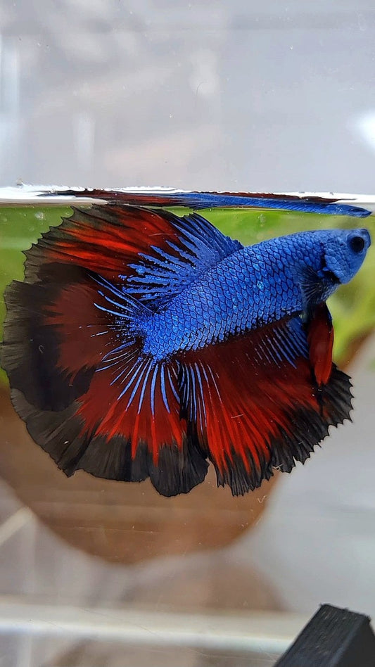 HALFMOON DOUBLE TAIL ROSETAIL BLUE DRAGON VAMPIRE PATTERN BETTA FISH