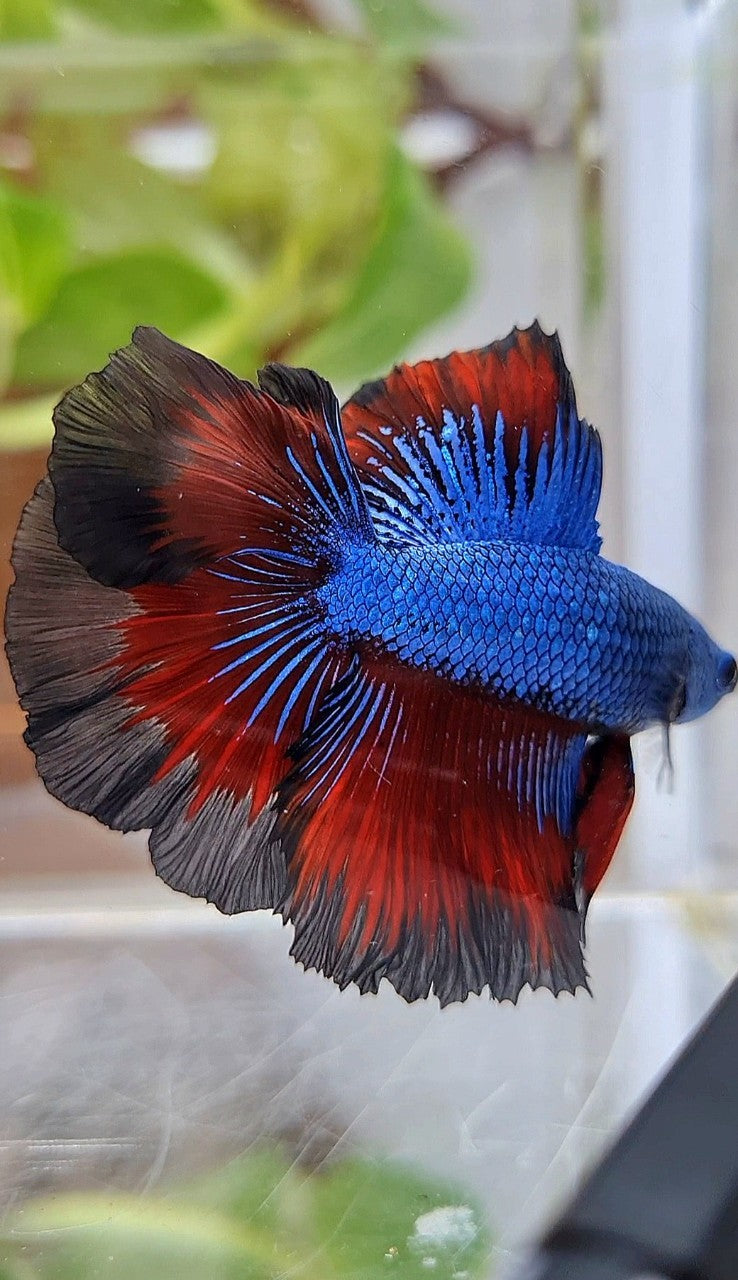 HALFMOON DOUBLE TAIL ROSETAIL BLUE DRAGON VAMPIRE PATTERN BETTA FISH