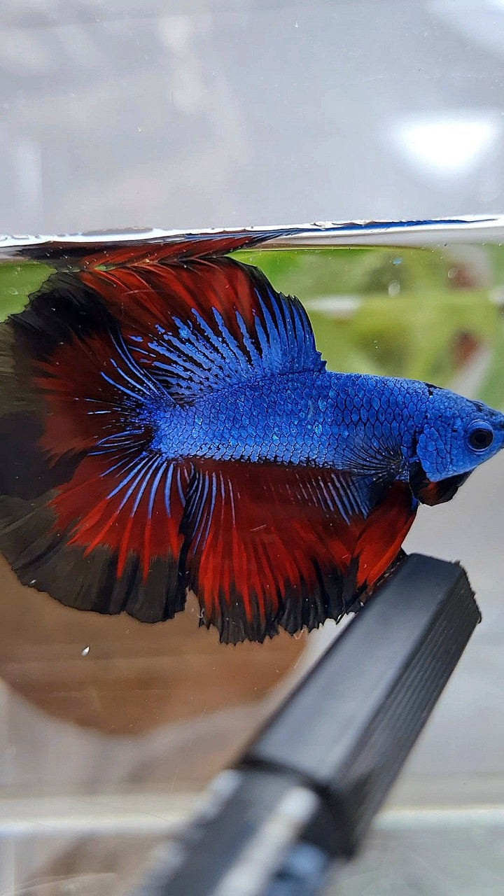 HALFMOON DOUBLE TAIL ROSETAIL BLUE DRAGON VAMPIRE PATTERN BETTA FISH
