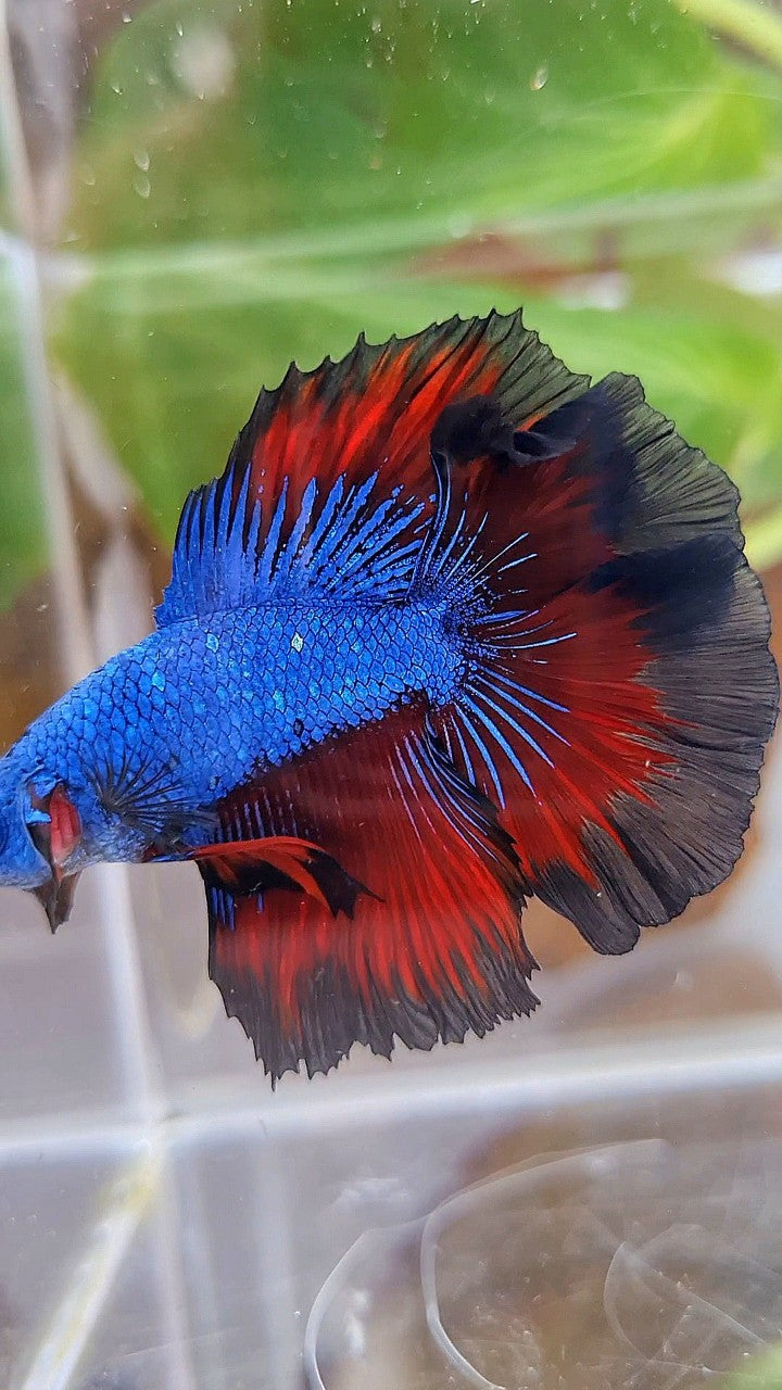HALFMOON DOUBLE TAIL ROSETAIL BLUE DRAGON VAMPIRE PATTERN BETTA FISH