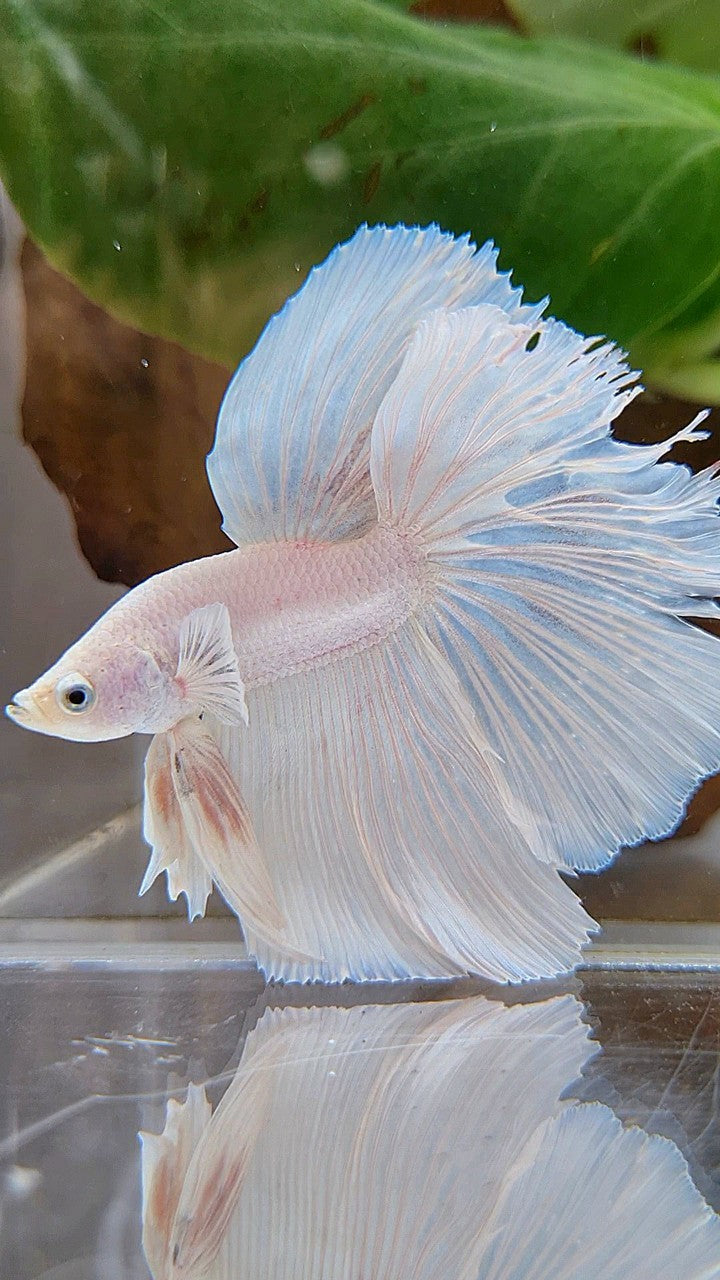HALFMOON OVERTAIL WHITE PLATINUM BETTA FISH
