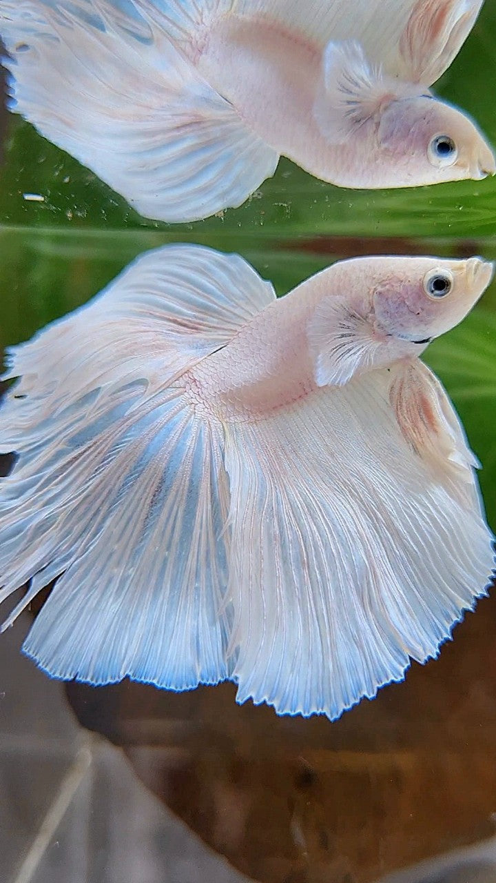 HALFMOON OVERTAIL WHITE PLATINUM BETTA FISH