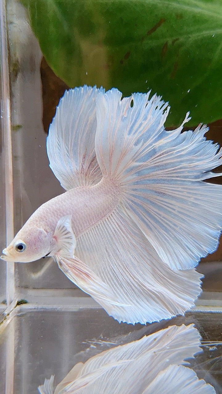 HALFMOON OVERTAIL WHITE PLATINUM BETTA FISH