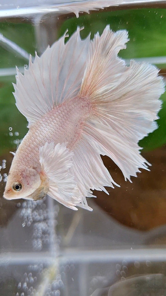 HALFMOON DOUBLE TAIL DUMBO EAR WHITE PLATINUM YELLOW WASH BETTA FISH