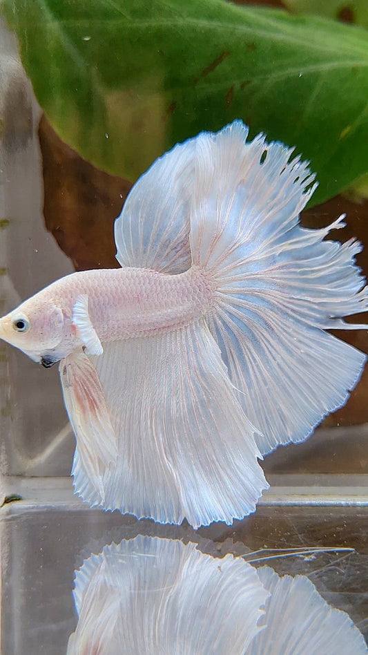 HALFMOON OVERTAIL WHITE PLATINUM BETTA FISH