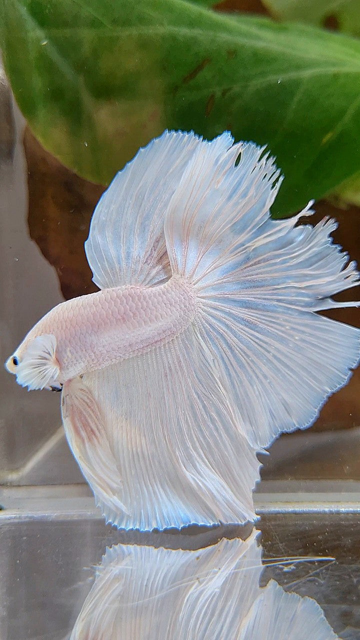 HALFMOON OVERTAIL WHITE PLATINUM BETTA FISH