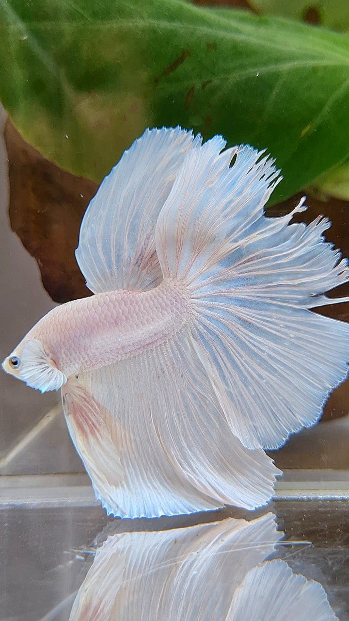 HALFMOON OVERTAIL WHITE PLATINUM BETTA FISH