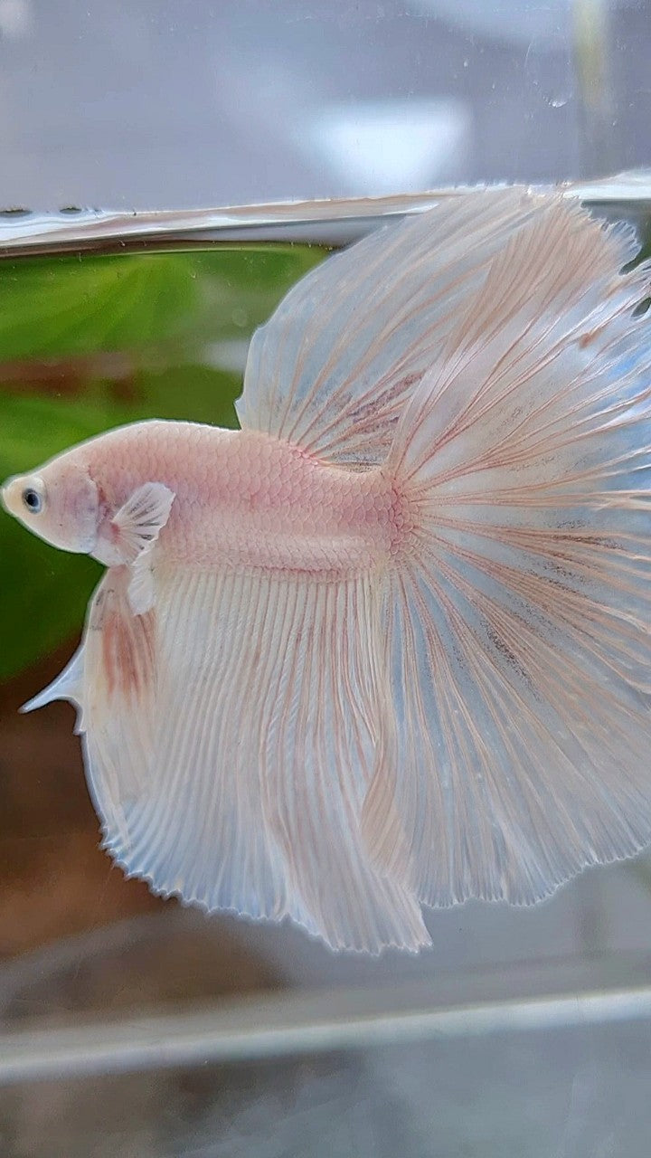 HALFMOON OVERTAIL WHITE PLATINUM BETTA FISH
