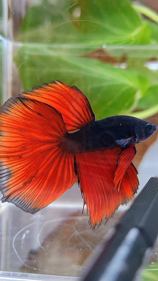 HALFMOON BLACK RED VAMPIRE BICOLOR BETTA FISH