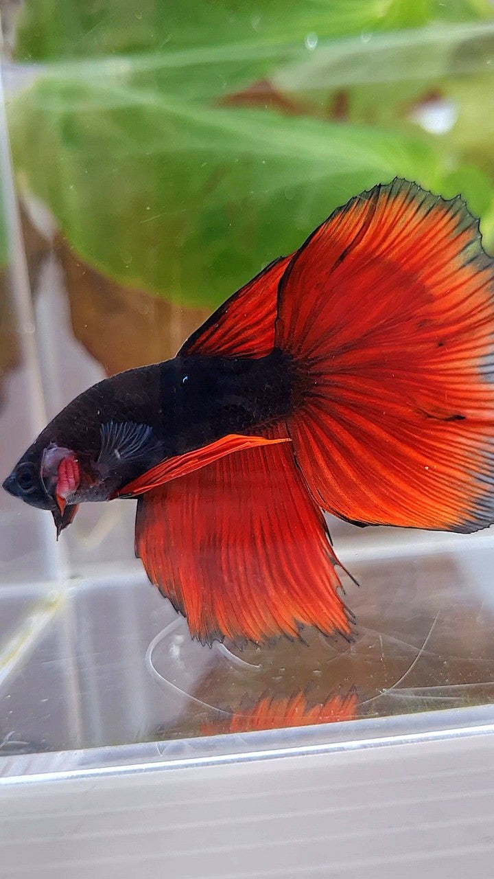 HALFMOON BLACK RED VAMPIRE BICOLOR BETTA FISH