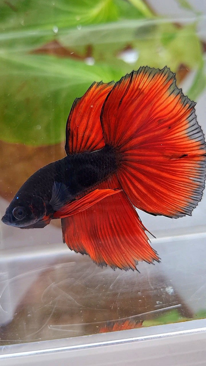 HALFMOON BLACK RED VAMPIRE BICOLOR BETTA FISH