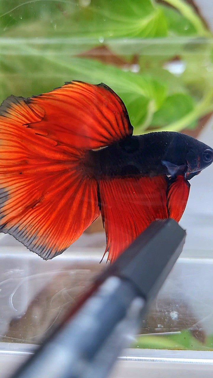 HALFMOON BLACK RED VAMPIRE BICOLOR BETTA FISH