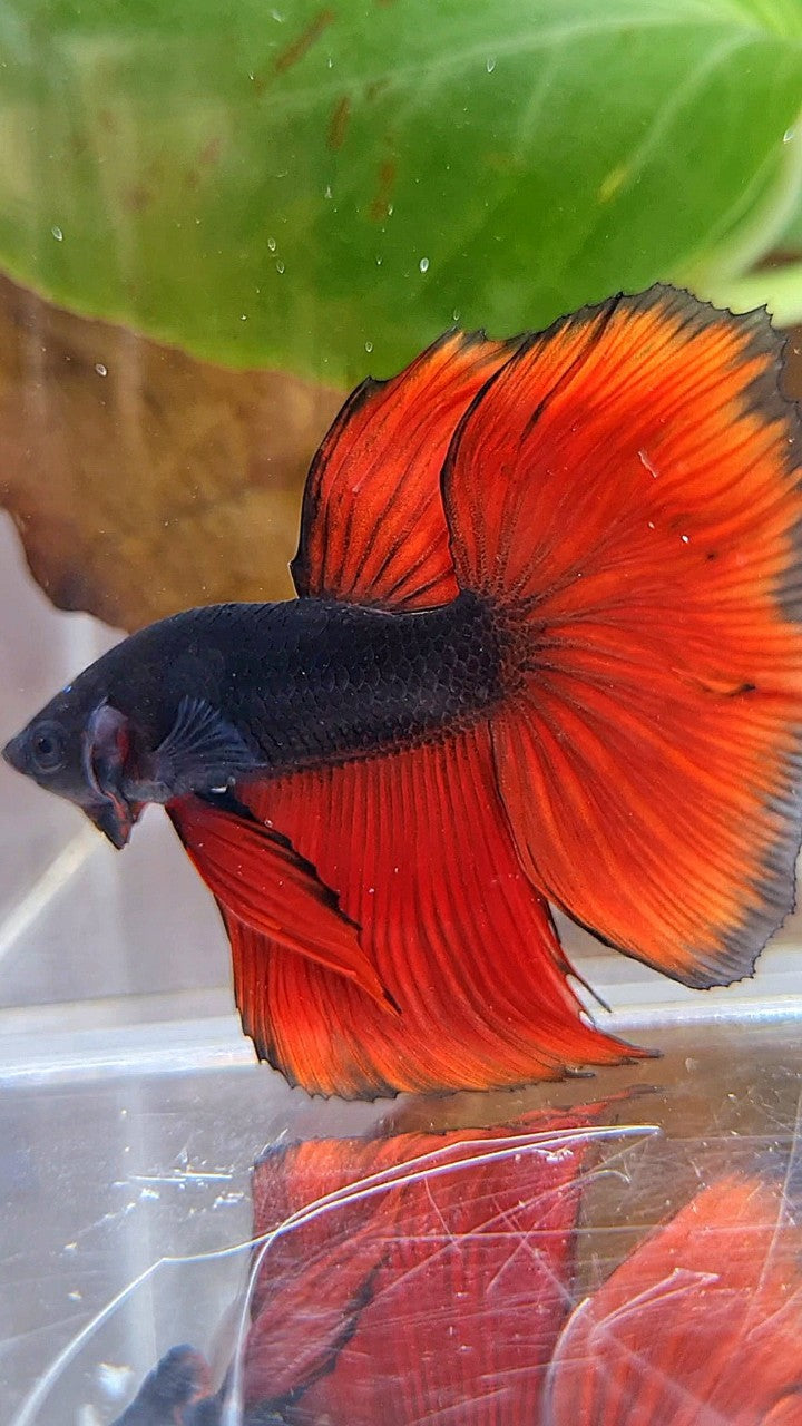HALFMOON BLACK RED VAMPIRE BICOLOR BETTA FISH