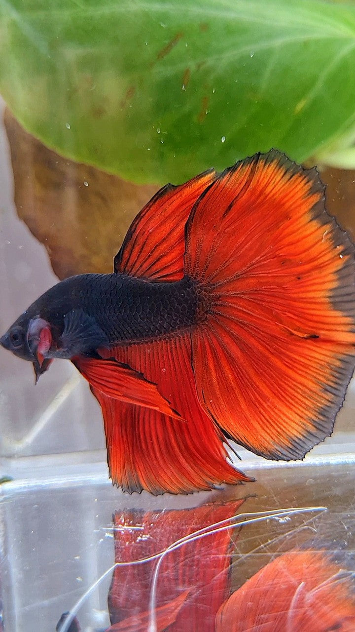 HALFMOON BLACK RED VAMPIRE BICOLOR BETTA FISH