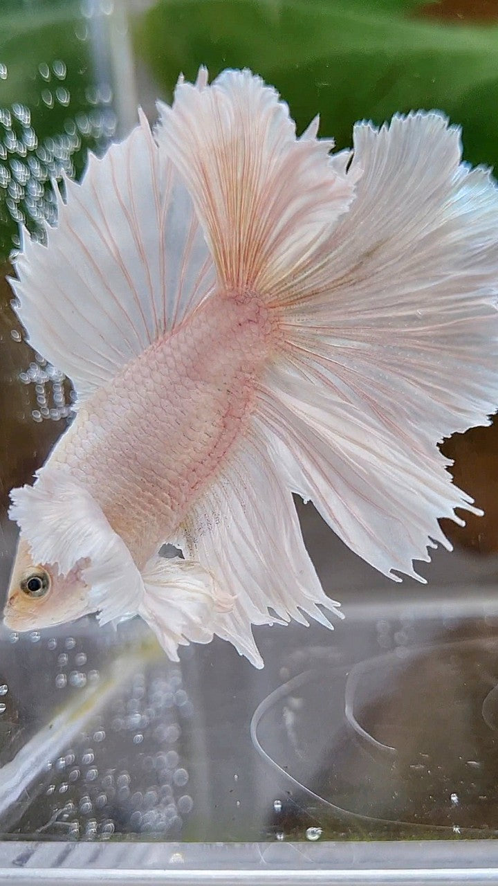 HALFMOON DOUBLE TAIL DUMBO EAR WHITE PLATINUM YELLOW WASH BETTA FISH