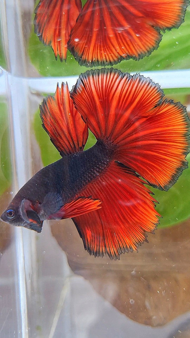 HALFMOON ROSETAIL BLACK RED VAMPIRE BICOLOR BETTA FISH