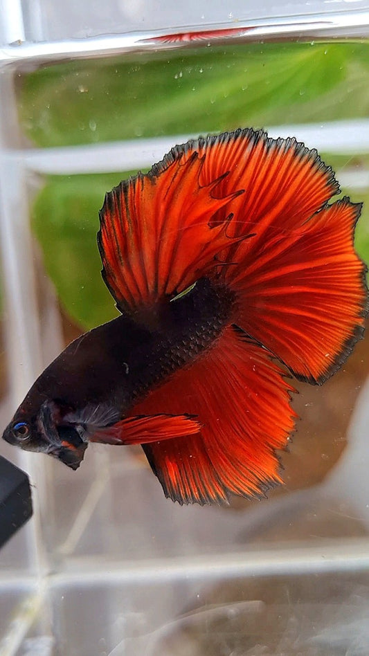 HALFMOON ROSETAIL BLACK RED VAMPIRE BICOLOR BETTA FISH