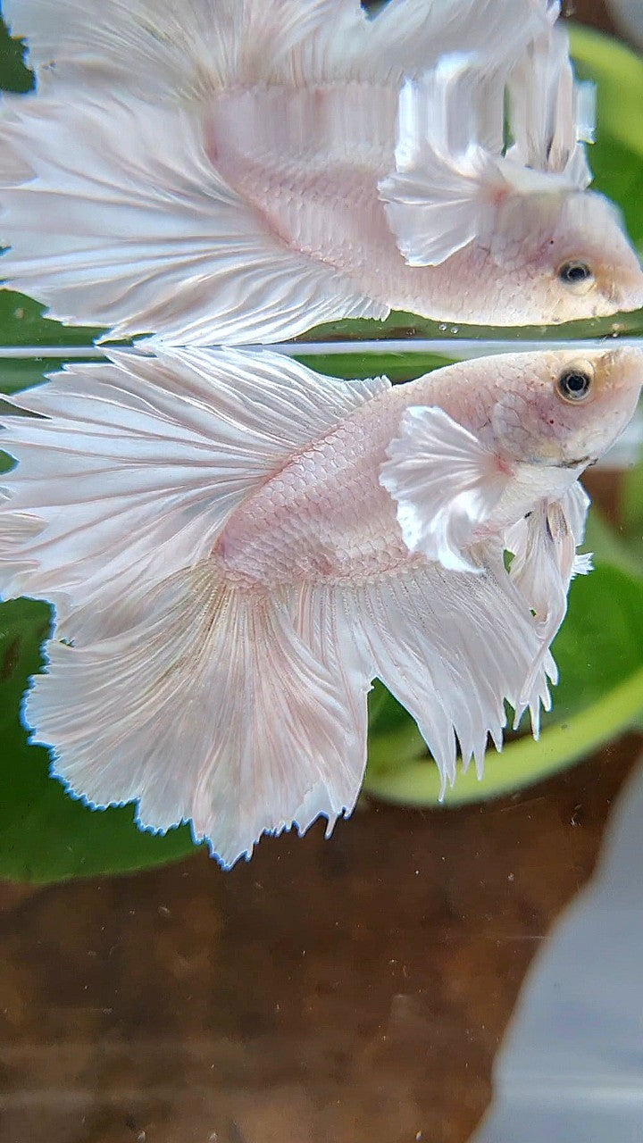 HALFMOON DOUBLE TAIL DUMBO EAR WHITE PLATINUM YELLOW WASH BETTA FISH