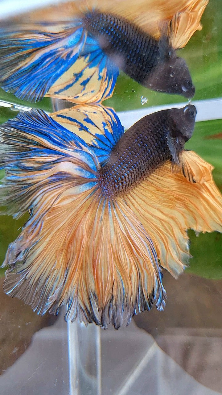 LUXURY HALFMOON OVERTAIL ROSETAIL BLACK MUSTARD GAS YELLOW BETTA FISH