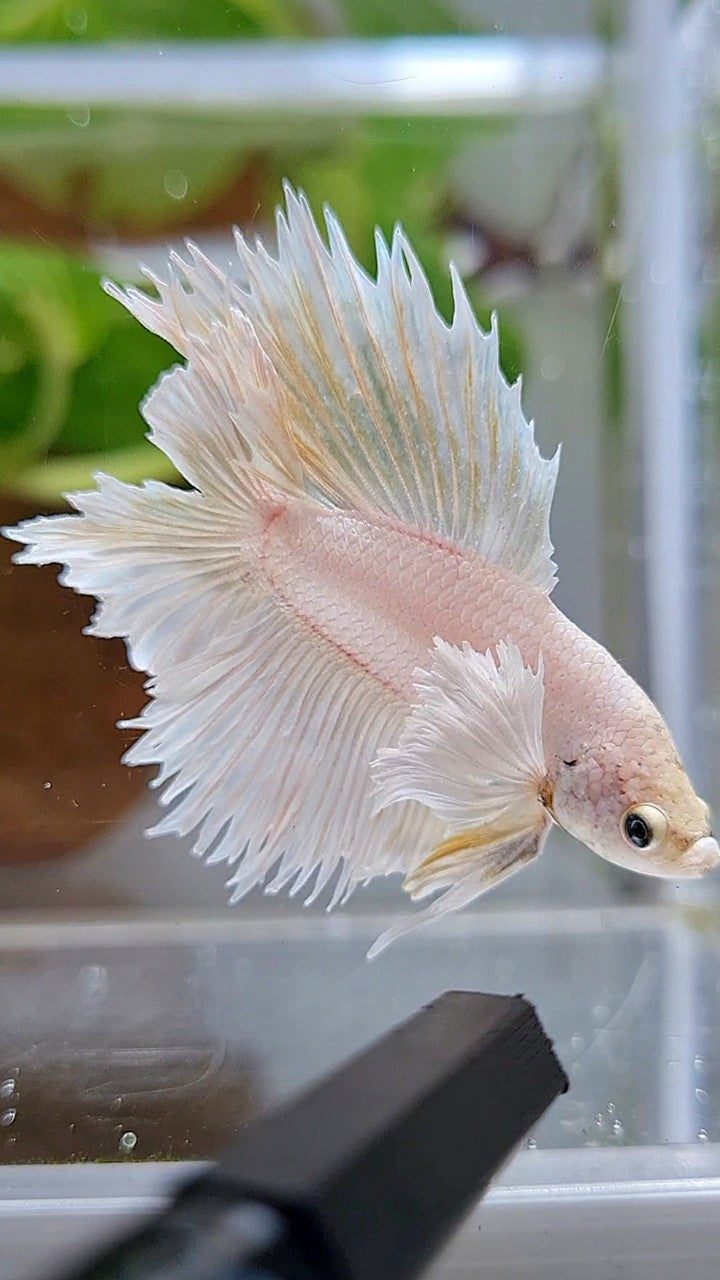 HALFMOON DOUBLE TAIL DUMBO EAR WHITE PLATINUM YELLOW WASH BETTA FISH