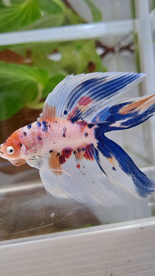 XL VEILTAIL DOUBLE TAIL WHITE CANDY MULTICOLOR BETTA FISH
