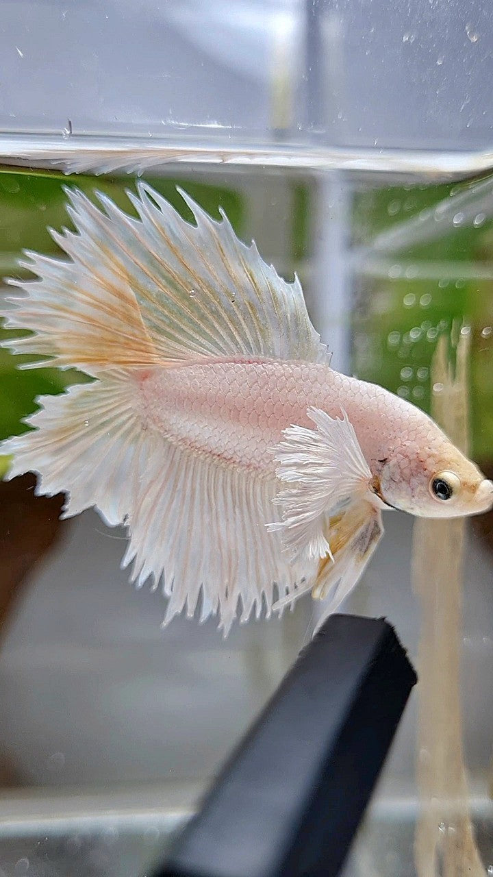 HALFMOON DOUBLE TAIL DUMBO EAR WHITE PLATINUM YELLOW WASH BETTA FISH