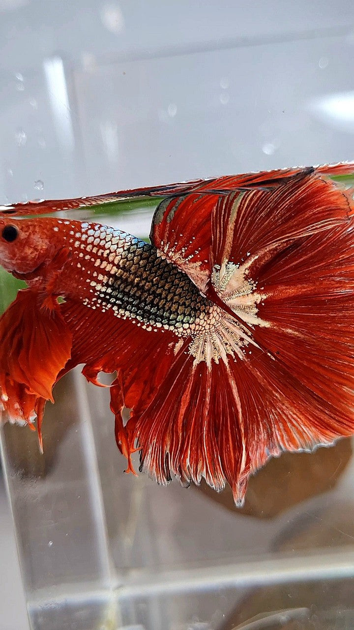 HALFMOON OVER ROSETAIL RED FCCP COPPER ARMY BETTA FISH