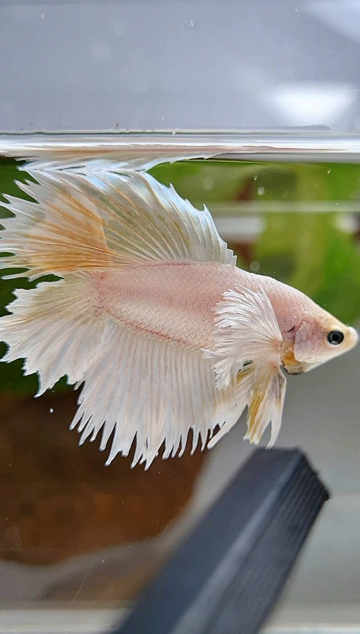 HALFMOON DOUBLE TAIL DUMBO EAR WHITE PLATINUM YELLOW WASH BETTA FISH