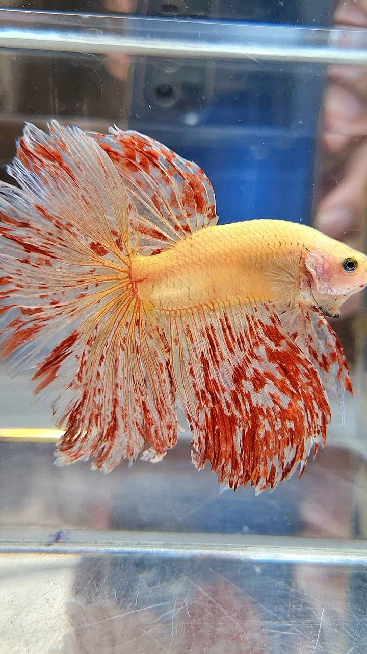 LUXURY XL HALFMOON ROSETAIL SUPER VANDA BETTA FISH