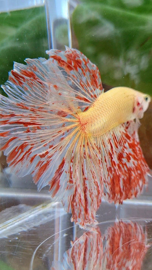LUXURY XL HALFMOON ROSETAIL SUPER VANDA BETTA FISH