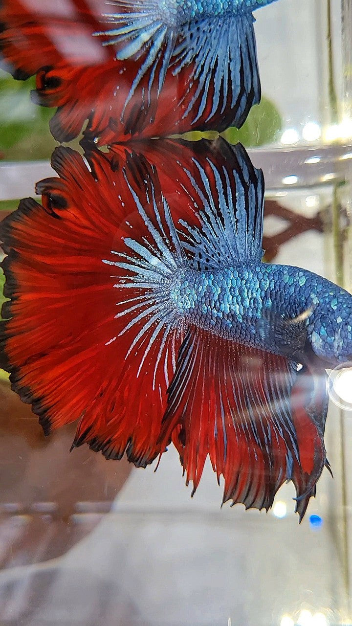 HALFMOON ROSETAIL BLUE GRAY RED VAMPIRE BETTA FISH