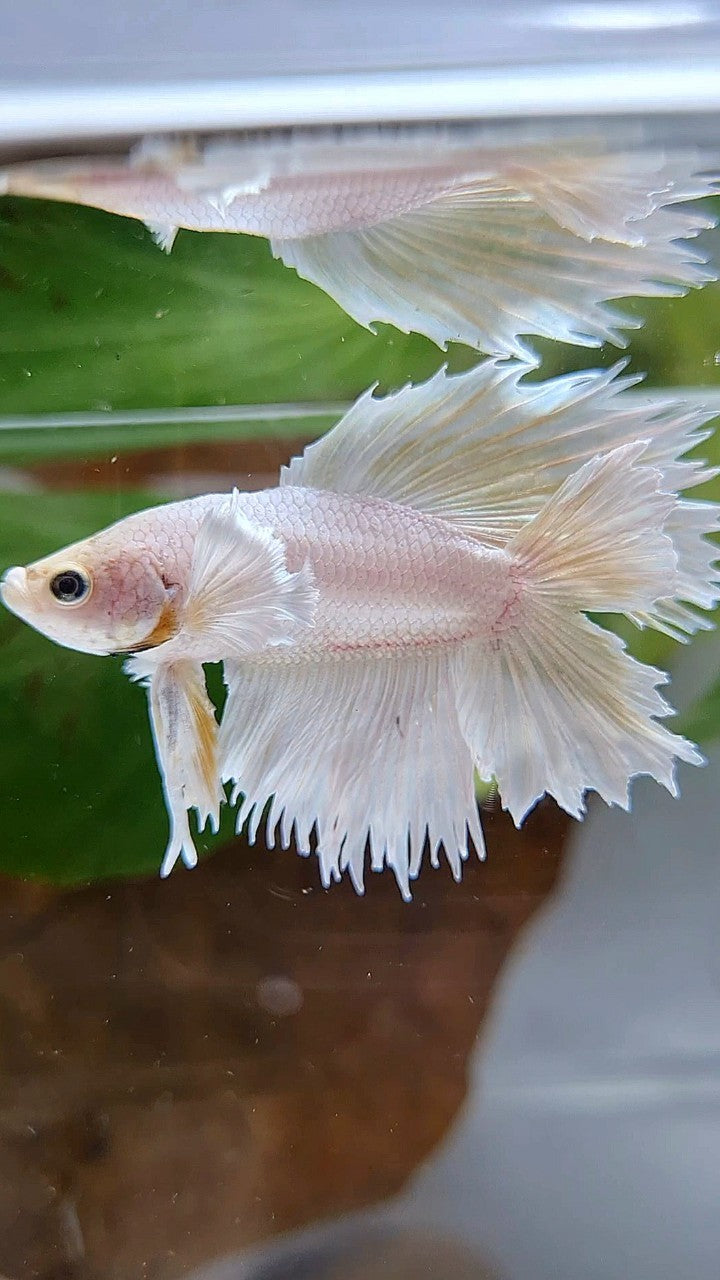 HALFMOON DOUBLE TAIL DUMBO EAR WHITE PLATINUM YELLOW WASH BETTA FISH