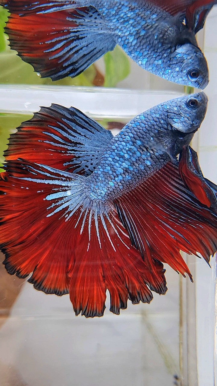 HALFMOON ROSETAIL BLUE GRAY RED VAMPIRE BETTA FISH