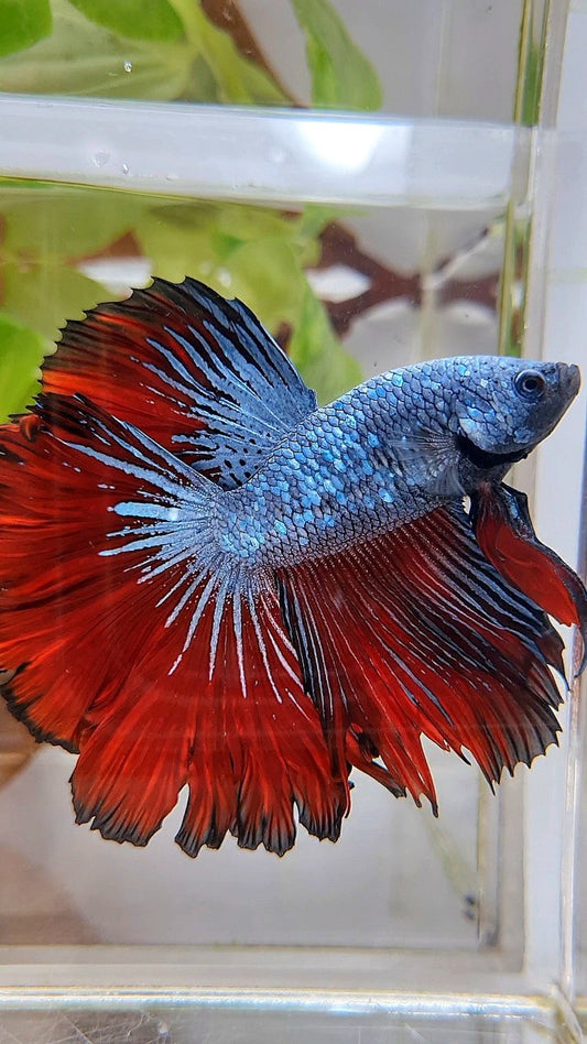 HALFMOON ROSETAIL BLUE GRAY RED VAMPIRE BETTA FISH