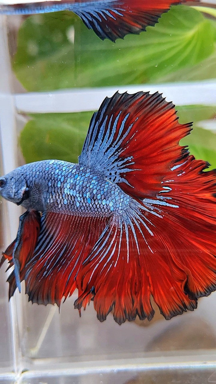 HALFMOON ROSETAIL BLUE GRAY RED VAMPIRE BETTA FISH