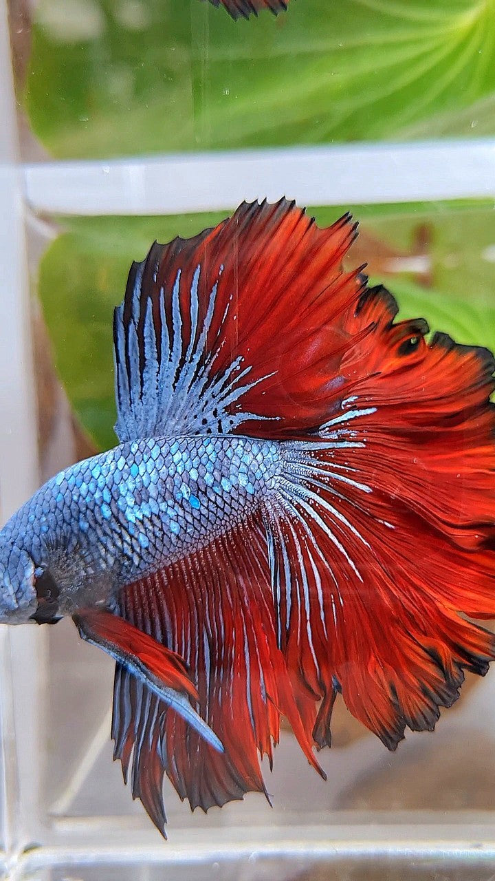 HALFMOON ROSETAIL BLUE GRAY RED VAMPIRE BETTA FISH
