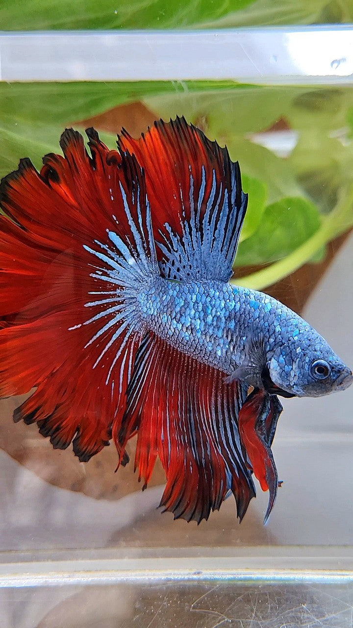 HALFMOON ROSETAIL BLUE GRAY RED VAMPIRE BETTA FISH