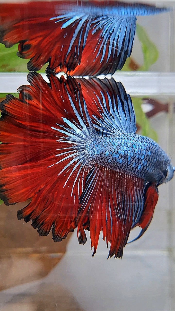 HALFMOON ROSETAIL BLUE GRAY RED VAMPIRE BETTA FISH