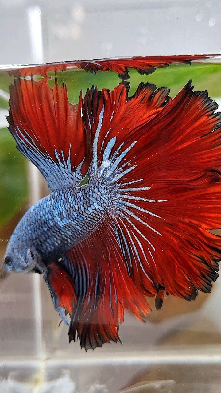 HALFMOON ROSETAIL BLUE GRAY RED VAMPIRE BETTA FISH