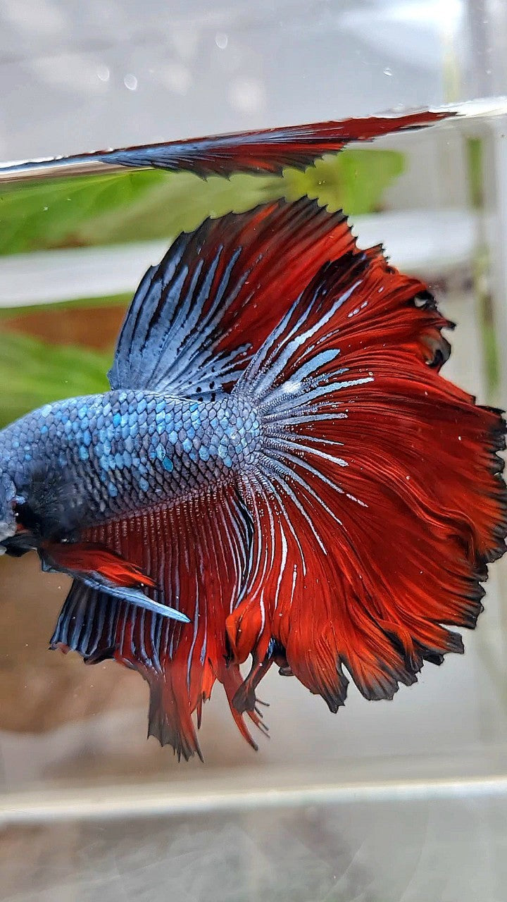 HALFMOON ROSETAIL BLUE GRAY RED VAMPIRE BETTA FISH