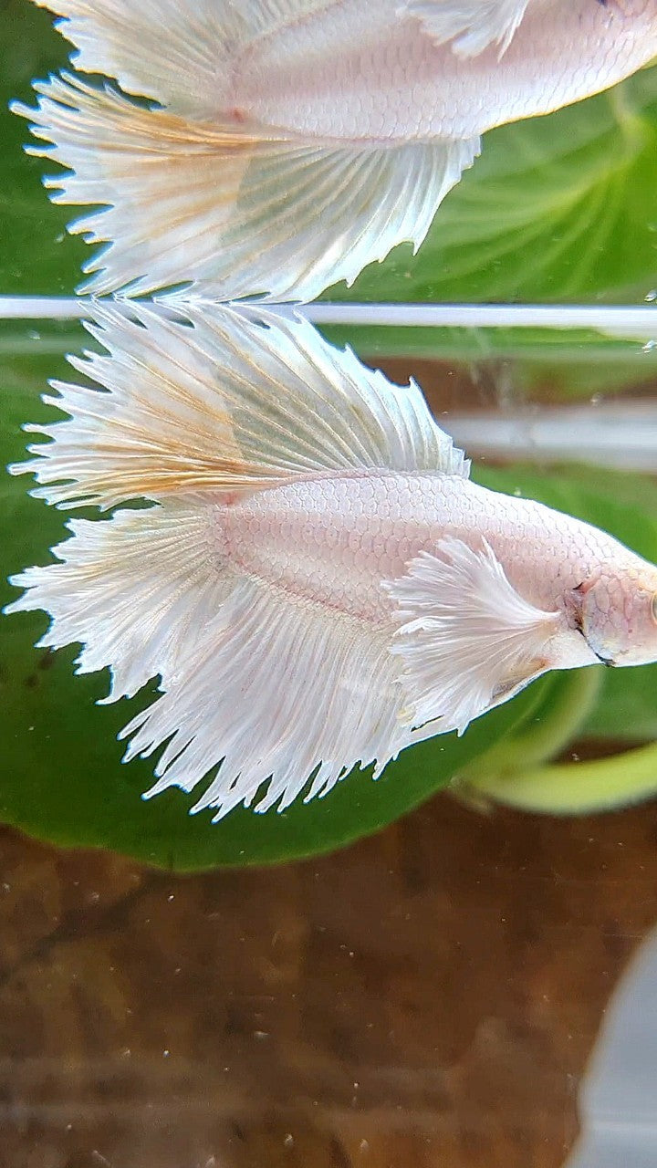 HALFMOON DOUBLE TAIL DUMBO EAR WHITE PLATINUM YELLOW WASH BETTA FISH